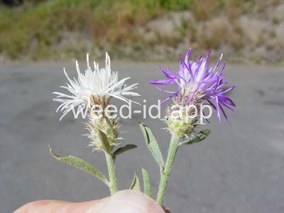 knapweed, diffuse