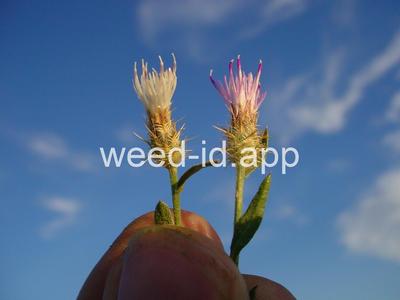 knapweed, diffuse