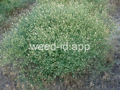knapweed, diffuse
