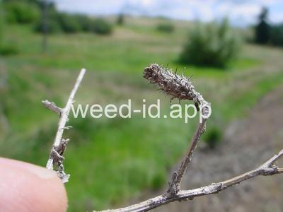 knapweed, diffuse