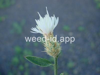 knapweed, diffuse