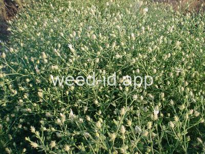 knapweed, diffuse
