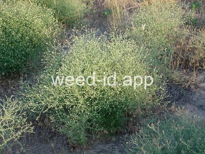 knapweed, diffuse