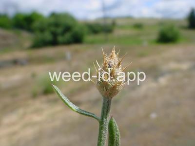 knapweed, diffuse