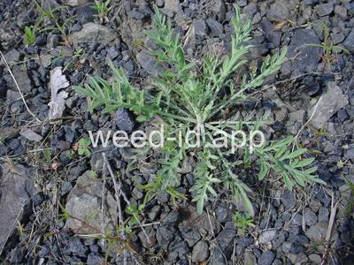 knapweed, diffuse