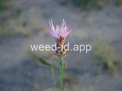 knapweed, diffuse