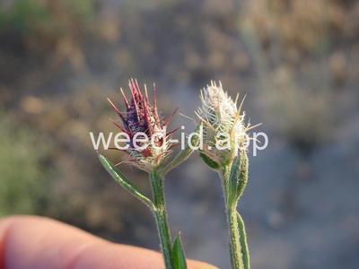 knapweed, diffuse