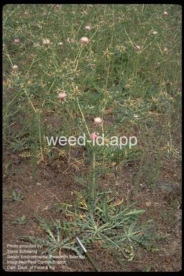 starthistle, Iberian