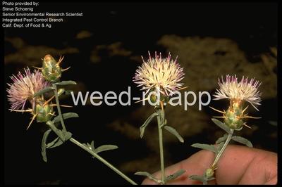 starthistle, Iberian