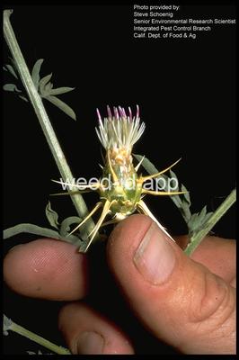 starthistle, Iberian