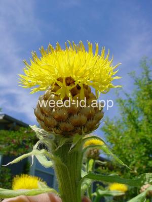 knapweed, bighead