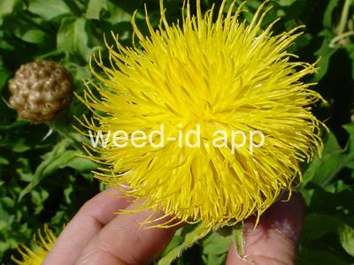 knapweed, bighead