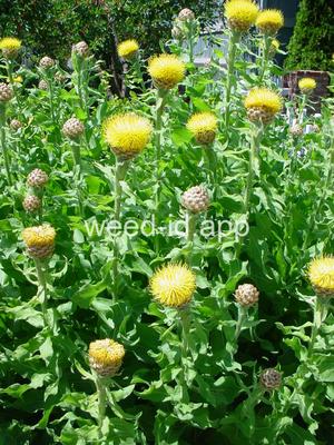 knapweed, bighead