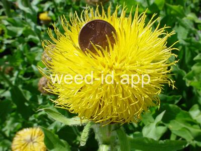 knapweed, bighead