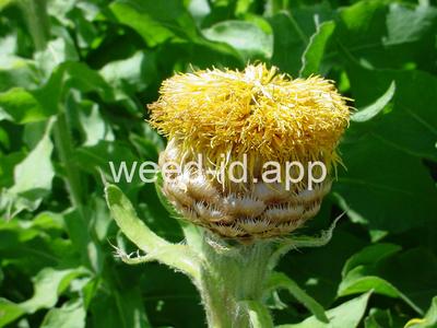 knapweed, bighead