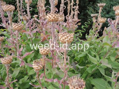 knapweed, bighead