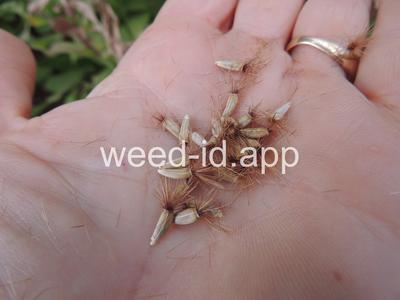 knapweed, bighead