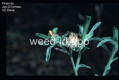 starthistle, Malta