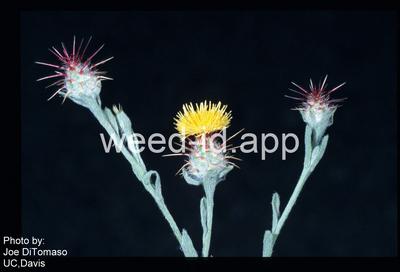 starthistle, Malta