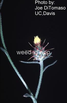 starthistle, Malta