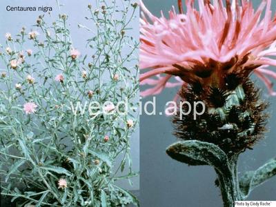 knapweed, black