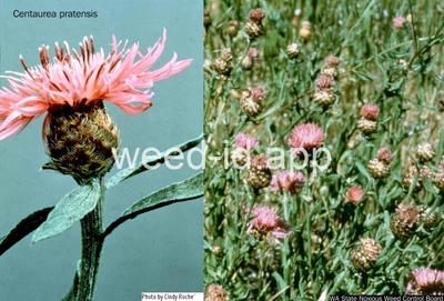 knapweed, meadow