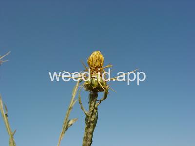 starthistle, yellow