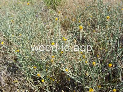 starthistle, yellow