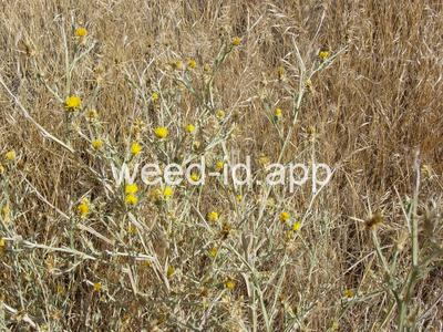 starthistle, yellow