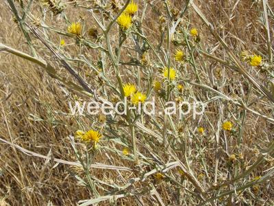 starthistle, yellow