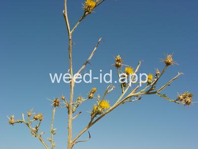 starthistle, yellow