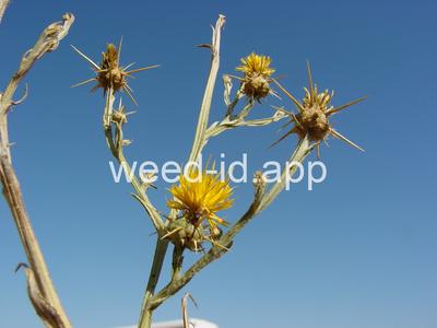 starthistle, yellow
