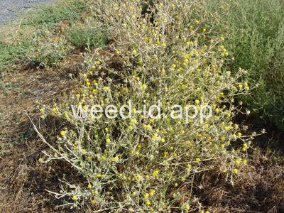 starthistle, yellow