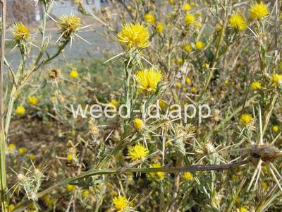 starthistle, yellow