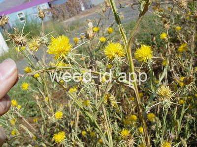 starthistle, yellow