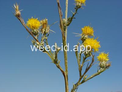 starthistle, yellow