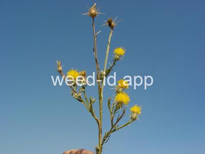 starthistle, yellow