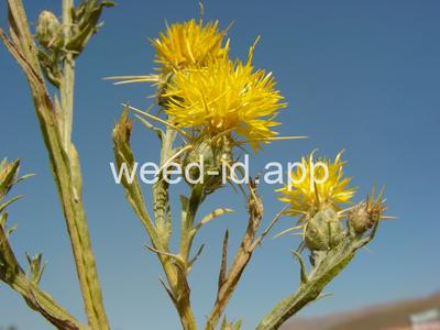 starthistle, yellow