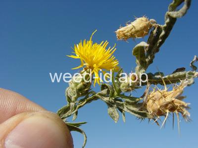 starthistle, yellow