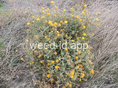 starthistle, yellow