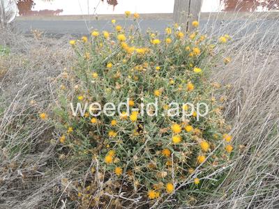 starthistle, yellow