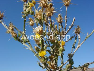 starthistle, yellow
