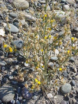 starthistle, yellow