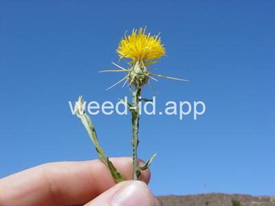 starthistle, yellow