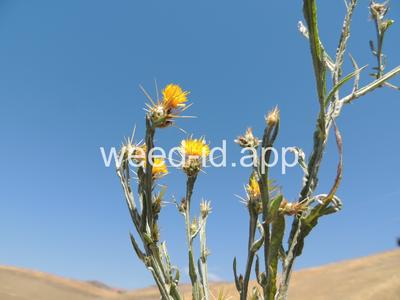 starthistle, yellow