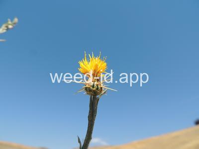 starthistle, yellow