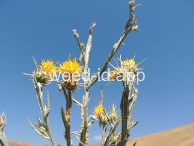 starthistle, yellow
