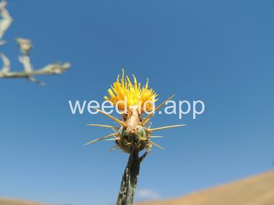 starthistle, yellow