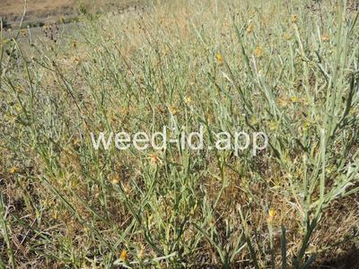 starthistle, yellow
