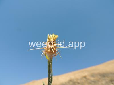 starthistle, yellow